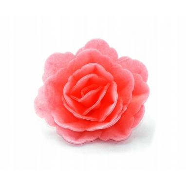 Róża chińska średnia różowa 1 sztuka